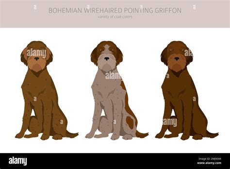 Bohemian Wirehaired Pointing Griffon Clipart Different Coat Colors And