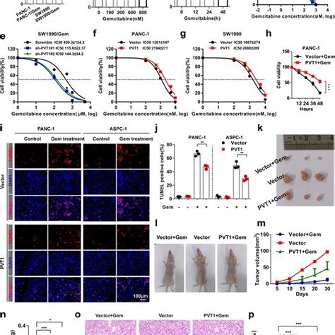 Pvt1 Promotes Pancreatic Cancer Cell Resistance To Gemcitabine In Vitro