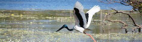 Birds | Kakadu National Park