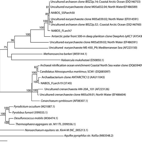 Phylogenetic Tree Of All Sequenced Clones From Archaeal 16s Rrna