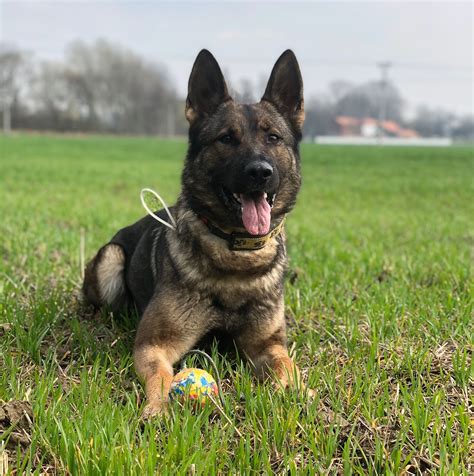 Luxury Boarding and Dog Training | Sharock Ranch-Resort for Dogs – Sharock Ranch-Resort for Dogs