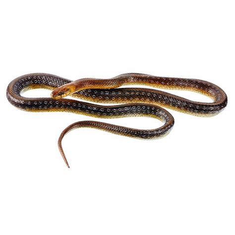 Aesculapian Snake, Male - Adam,Rouilly