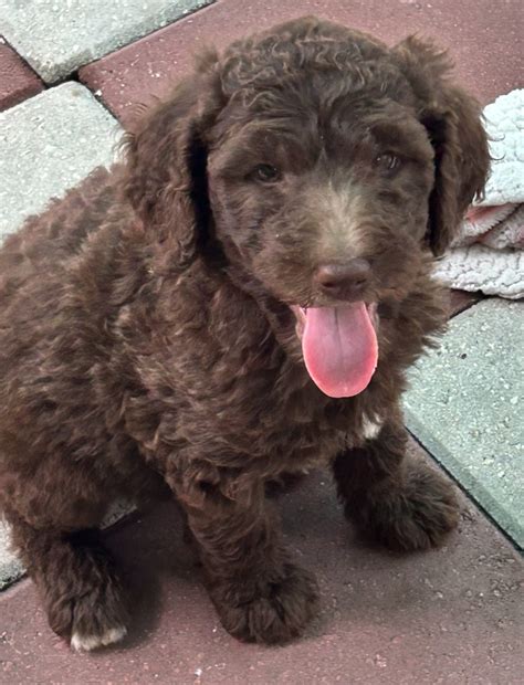 Puppies Shop All – Labradoodle Country