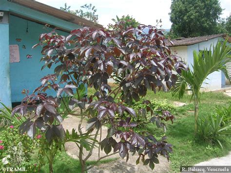 Jatropha Gossypiifolia Tramil