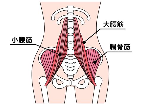 腸腰筋の筋トレとストレッチ｜効果的な鍛え方とは？ Fily〔フィリー〕