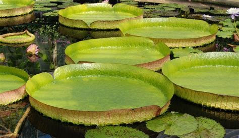 Plantas Aqu Ticas O Que S O Nomes Tipos Exemplos Imagens