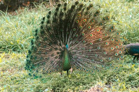 The Peacock Spreads Its Tail Stock Image Image Of Majestic Feather