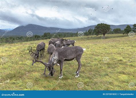 The Cairngorm Reindeer Herd Is Free Ranging Herd Of Reindeer In The