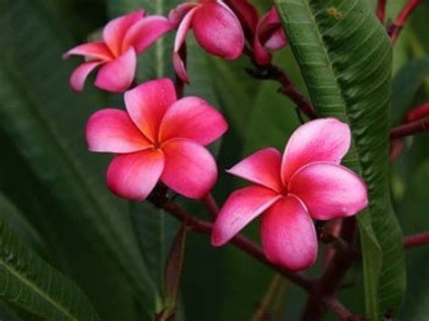 WAIMEA PLUMERIA SEEDLING HAWAIIAN LEI FLOWER LIVE