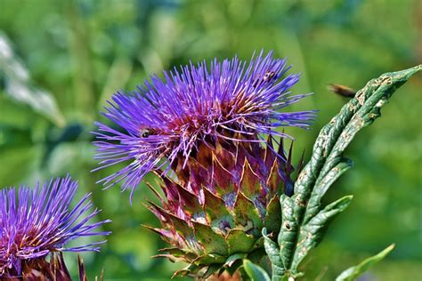 600 Free Artichoke And Nature Images Pixabay