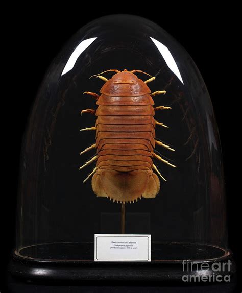 Giant Isopod Specimen Photograph By Pascal Goetgheluckscience Photo