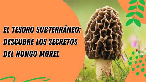 El Tesoro Subterráneo Descubre los Secretos del Hongo Morel YouTube