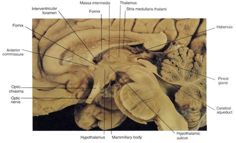 25 best images about Neuroanatomy on Pinterest | Pineal gland, Study ...