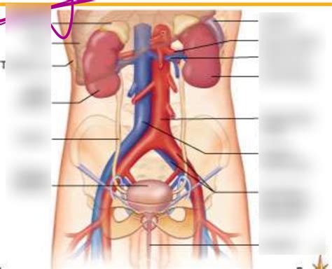 Renal System Diagram Quizlet