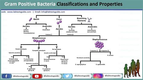 Gram Positive Bacteria Identification Classification And Differences