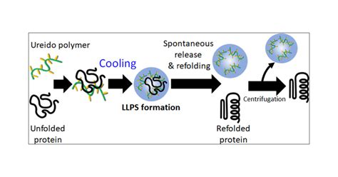 Smart Protein Refolding System Based On Ucst Type Ureido Polymers