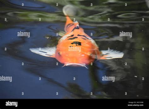 Fantastic Orange Koi Swimming Around In A Zen Japanese Koi Pond Stock