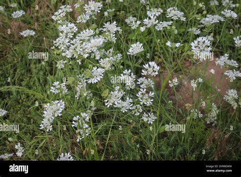 White Laceflower Orlaya Grandiflora In Deliblato Sand In Vojvodina