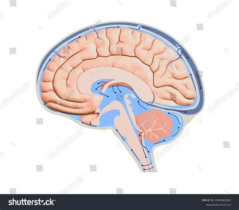 Circulation Of Cerebrospinal Fluid Flow Chart