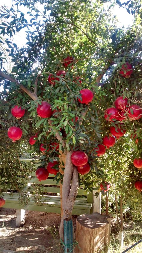 Wonderful Pomegranate Vegetable Garden Design Fruit Tree Garden Fruit Garden