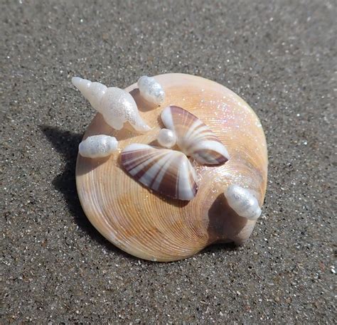 Butterfly Coquina Clam Shell And Pearl Ooak Hair Clip Mermaid Costume