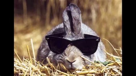 Grapigge Dieren Filmpje 2 Youtube