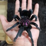 Pamphobeteus Platyomma The Brazilian Pink Bloom Tarantula For Sale