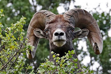 Colorado Rocky Mountain Bighorn Ram