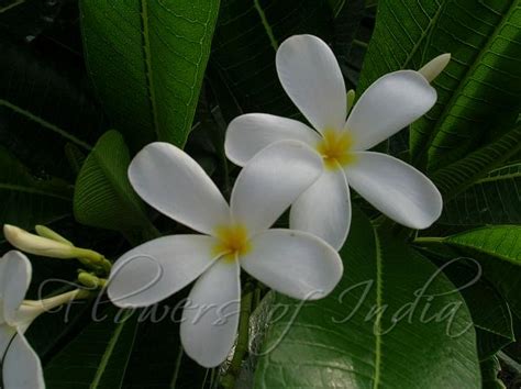 Plumeria Obtusa White Frangipani