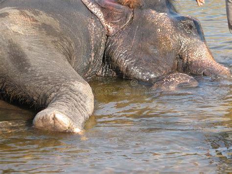 Indian Elephant Taking A Bath In The River Stock Image Image Of