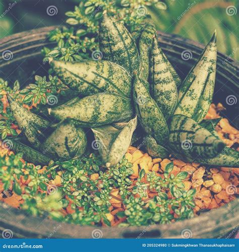 Cylindrical Snake Plant Or Sansevieria Cylindrica. Plants To Absorb