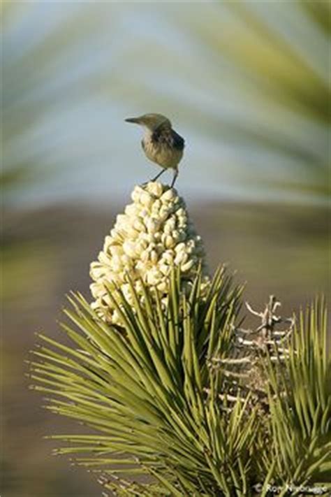 A desert bird perches on a Joshua Tree bloom, Mojave Desert, California ...