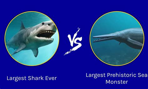 Epic Battles: The Largest Shark Ever vs. The Largest Prehistoric Sea ...