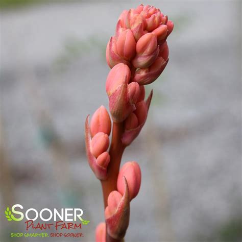 Coral Glow Texas Yucca Sooner Plant Farm