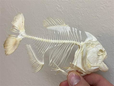 Red-Bellied Piranha Skeleton #00315 - Craniates Curiosites: Oddity ...