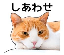 Happy Orange And White Tabby Cats By Ofk Sticker 14883617