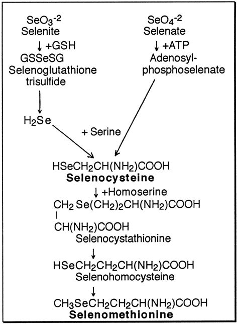 Selenomethionine A Review Of Its Nutritional Significance Metabolism