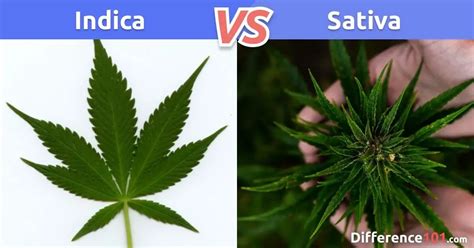 Indica vs. Sativa vs. Hybrid: What’s The Difference? | Difference 101