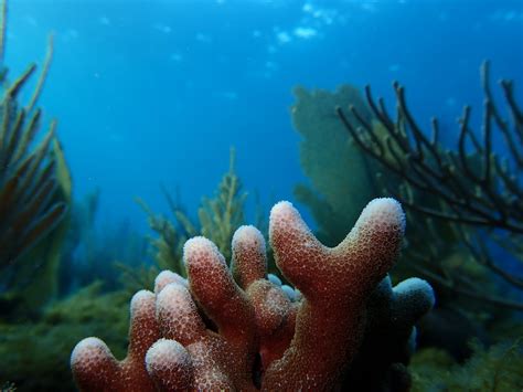 Cient Ficos Locales Encuentran Nuevos Arrecifes De Coral En Trujillo