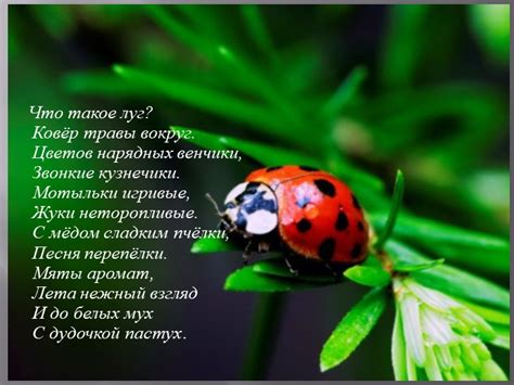 Проект на тему: "Насекомые" в старшей группе
