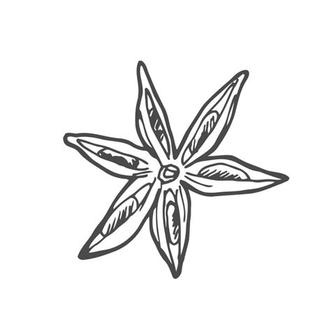 Star Anise Hand Drawn Vector Illustration Isolated Sketch Of Anise