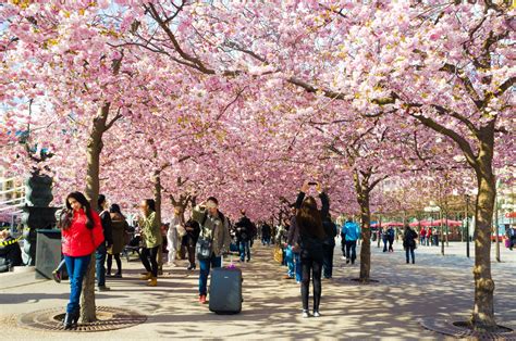 Cherry Blossom In Stockholm 2026 Roveme