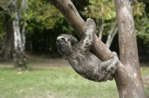 Quais Os Animais Mais Lentos Do Mundo