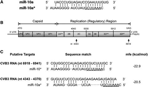 Prediction Of The Mir 10a Targets In The Cvb3 Genome The Genome Of