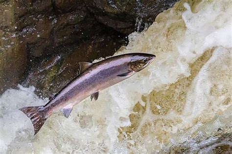 $900,000 in Funding Recommended for Atlantic Salmon Habitat Restoration ...