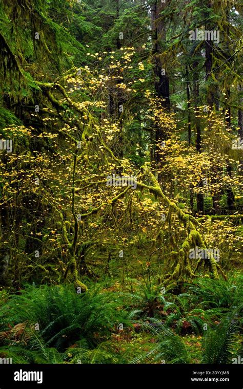 Wa18911 00washington Vine Maple Along The Moss Covered Ancient