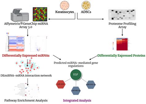 Ijms Free Full Text Mirnome And Proteome Profiling Of Human