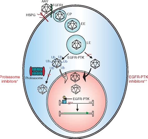 A Dual Role Of Egfr Protein Tyrosine Kinase Signaling In Ubiquitination