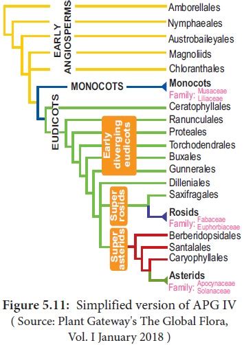 Angiosperm Phylogeny Group Apg Classification