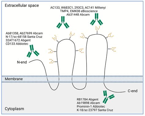 ijms  full text  cd  regarded   prognostic biomarker